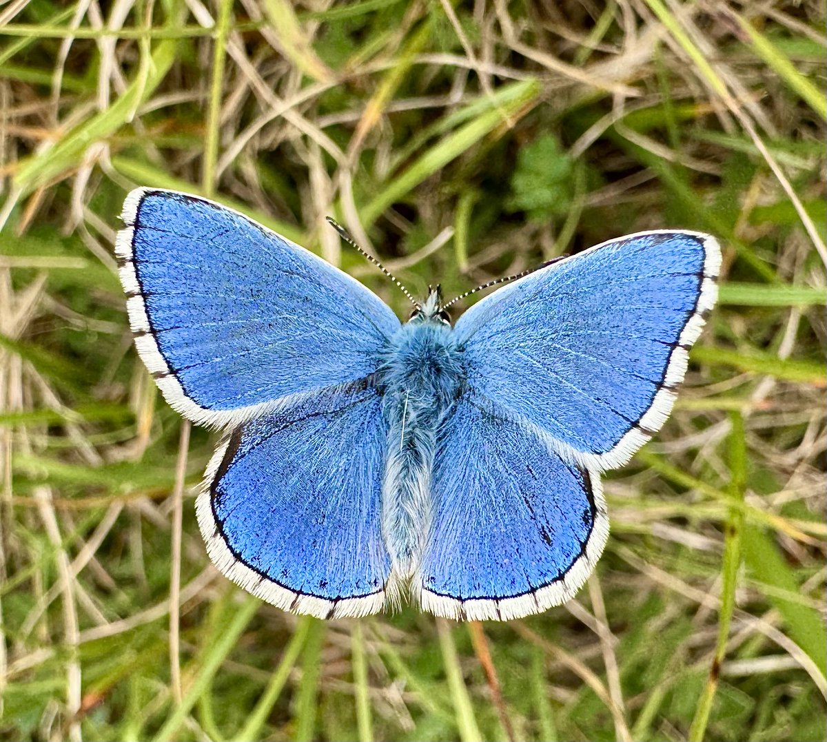 SHeadbirder's tweet photo. A stunning fresh Adonis Blue on Bourton Downs this morning. 
@savebutterflies https://t.co/gW9ed8ZZEl