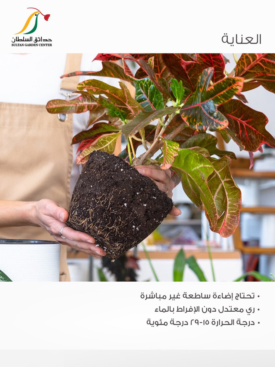 SultanGarden's tweet photo. نبتة الكوديوم🌿✨

#حدائق_السلطان #نباتات #نباتات_مزروعة #كوديوم #جلسات_خارجية https://t.co/NnhjUzsfWo