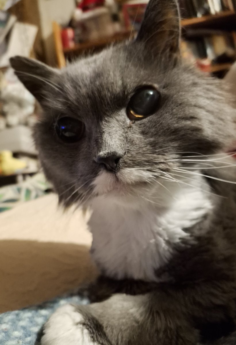Poppy Tuxedo, Smokey and Foxy tweet media