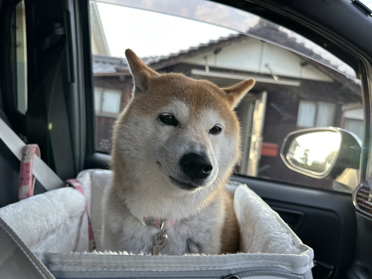 siba012345's tweet photo. おでかけワーン😆💕🎶 https://t.co/ngGHHIASQJ