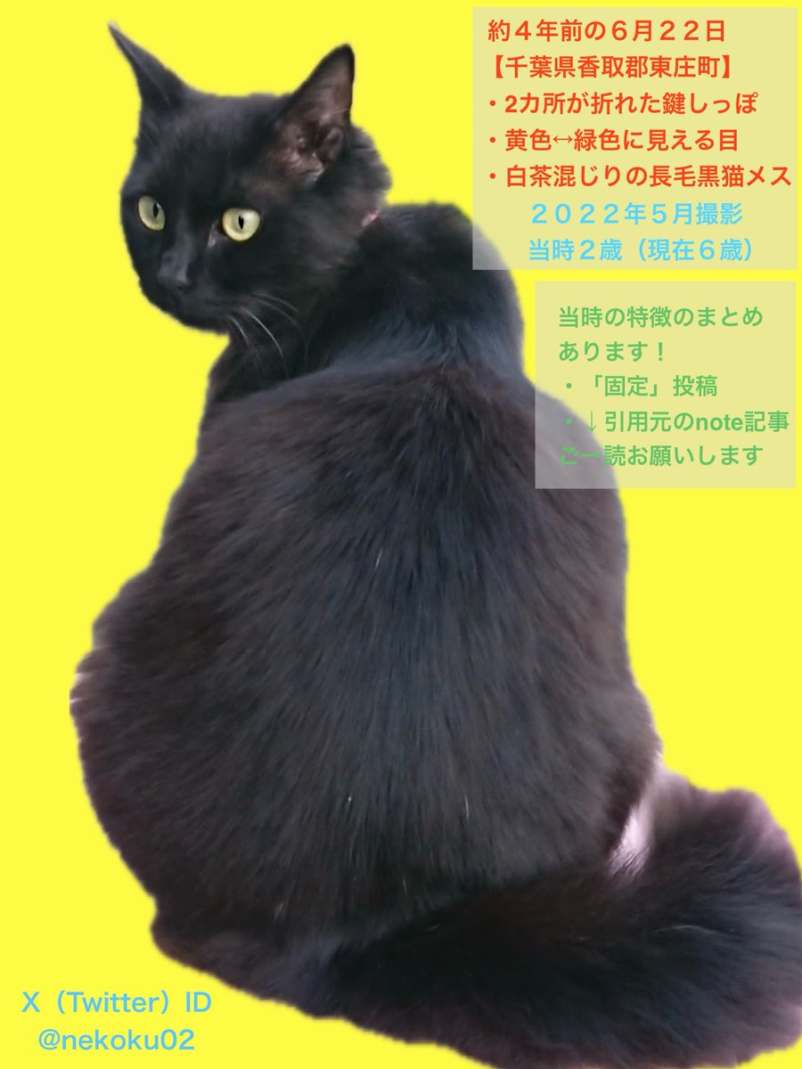 nekoku02's tweet photo. 【千葉県 香取郡 東庄町 黒猫くー♀を探しています】

♥️🔖希望 引用元に詳細：温かくなっていく毎日ですが、愛猫の様子がわからず震えます。元気でいます様に🙏

'22年6/22~
⭕️2ヶ所が折れた鍵しっぽ
⭕️光の加減で黄↔︎緑に見える目
⭕️白茶混じりの長毛黒猫

香取市 旭市 銚子市 神栖市
#東庄町 石出 https://t.co/SjyNxyZyat