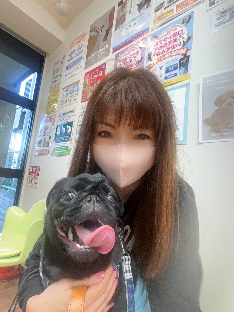 kobamiyudayo's tweet photo. チビーズ福太郎くん🐶術後の抜糸、やっと終わりました。
よっぽど怖かったのか？幸之介くんは、ケロっとして、
看護師さんに遊んでもらってたのに、看護師さん見ただけで、
後退りしちゃいました💦　トラウマにならない様に、
ケアしてあげないと。とりあえずホッとしてます😮‍💨 https://t.co/zg5qOiVMXN