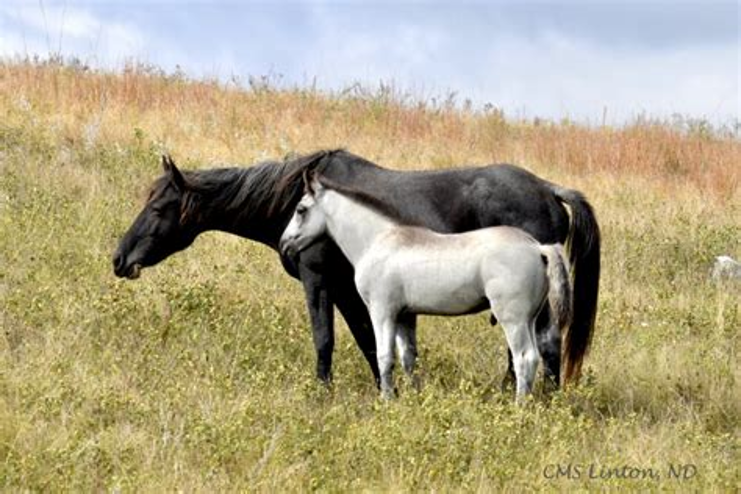 ERC3333's tweet photo. 5.29.26. The Nokota Horse is a semi-feral breed in the badlands of S/W North Dakota in the U.S.

The breed developed in the 1800s from foundation stock. (Ranch-bred horses produced from the horses of local Native Americans mixed with Spanish horses and Thoroughbreds.)

TGIF! https://t.co/Q4qpEszMHq