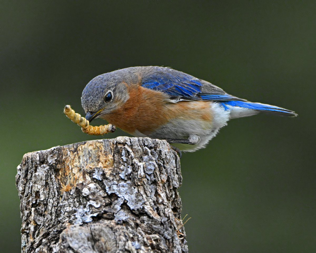 StuartH89403516's tweet photo. @kirola_hemant Eastern Bluebird https://t.co/wQqUYL2DWn
