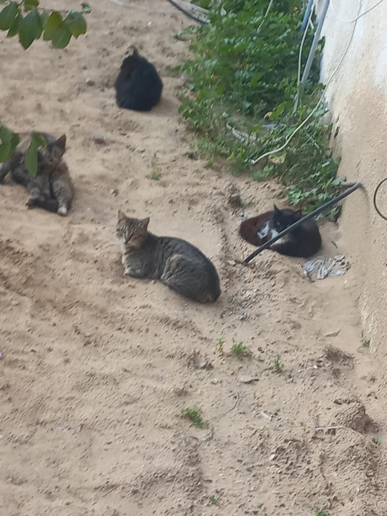 help cats tweet media