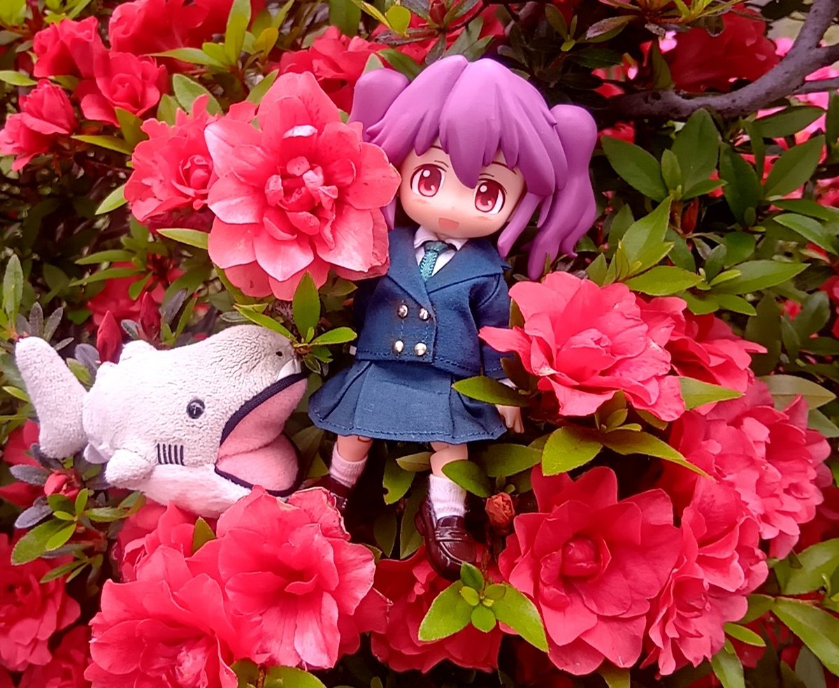megamousesame's tweet photo. 皐月躑躅🌺 https://t.co/Wu0KMiC2hp