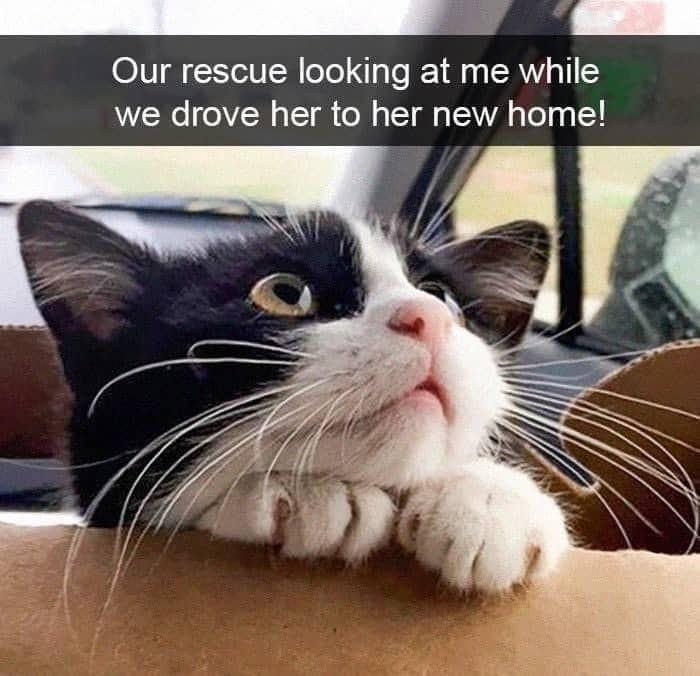 Cats and Kittens tweet media