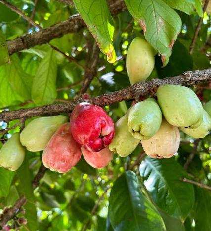 Botanichka's tweet photo. Малайское яблоко 🍐

Малайское яблоко (Syzygium malaccense) — это тропическое плодовое дерево семейства Миртовые, известное своими сочными фруктами грушевидной формы и ярким сладким вкусом.

#штучка #интересность https://t.co/iJcC6uFmOc