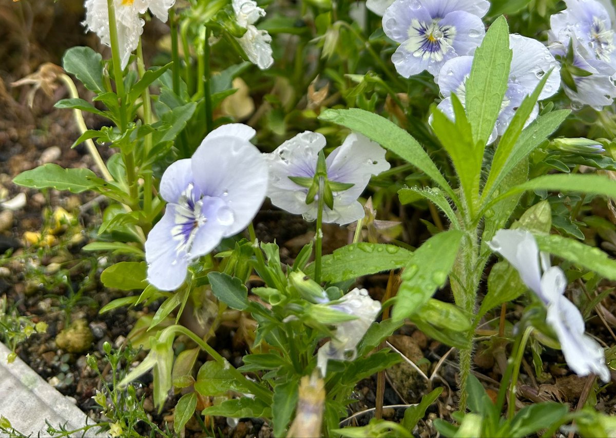 ako4649's tweet photo. きらり雨上がりの朝の花✨

5月はGWを含め、私事では後遺症の検査など悲喜こもごも盛りだくさんでした…帰ったらクタクタ

薔薇のステップの得意な金星の如く、優雅に過ごす予定でしたがそれは夢の中で叶えましょう*✩⡱:ﾟ

穏やかな夜を⭐️
 #花族
 #TLを花でいっばいにしよう https://t.co/j6DXjWiWWm
