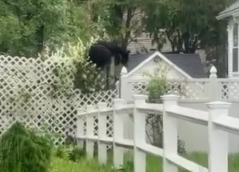 telegramdotcom's tweet photo. ICYMI. Video: Bear creates a stir near Doherty Memorial High School in Worcester https://t.co/qJcSJv63po @TCaushi @RachelGow____ https://t.co/c9IAXReY86