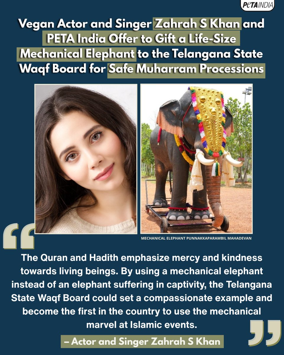PetaIndia's tweet photo. Following the recent, tragic incident of a tourist who was crushed to death under an elephant at Dubare Elephant Camp in Karnataka, and other instances that repeatedly highlight the inherent dangers of being in proximity to a distressed captive elephant, vegan actor and singer Zahrah S Khan, along with PETA India has offered to gift a life-size mechanical elephant to the Telangana State Waqf Board in a letter, for a safe Muharram procession.  

Mechanical elephants can do what real elephants do, without the suffering, including shaking their heads, moving their ears and eyes, swishing their tails, lifting their trunks, and even spraying water.  

Equipped with a mounted seat, they can carry people, too, while operating on a stable wheeled platform.  
 
Now, more than 30 mechanical elephants are used in temples across India, and PETA India has donated 26 of these in recognition of the temples' decisions to never own or hire live elephants. 

Learn more here: https://t.co/EQTBJTEzM4
 
#ZahrahSKhan #ZahrahSKhanXPETAIndia #Muharram #MechanicalElephant #Elephants #Wildlife #AnimalRights #Animals #PETAIndia