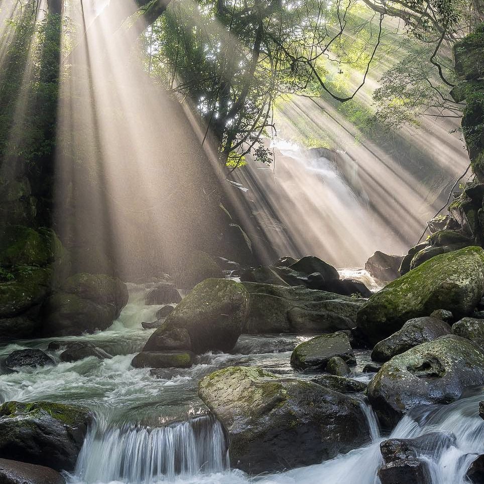 reminiscinbby's tweet photo. the forest breathing in light https://t.co/nXuQf0Mkyg