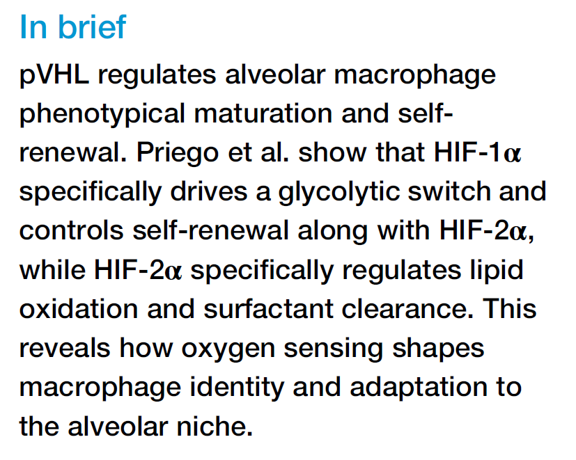 SanchoLab's tweet photo. How does oxygen sensing shape alveolar #macrophage (AM) identity?
In our new @CellReports HIF-1α and HIF-2α play distinct, non-redundant roles in AM maturation &amp; function
A #metabolic split that defines macrophage biology in the lung.
OPEN: https://t.co/1pxnHMUWgZ
@CNIC_CARDIO https://t.co/gnSPcflcdb