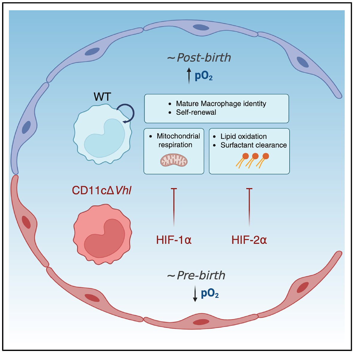 SanchoLab's tweet photo. How does oxygen sensing shape alveolar #macrophage (AM) identity?
In our new @CellReports HIF-1α and HIF-2α play distinct, non-redundant roles in AM maturation &amp; function
A #metabolic split that defines macrophage biology in the lung.
OPEN: https://t.co/1pxnHMUWgZ
@CNIC_CARDIO https://t.co/gnSPcflcdb