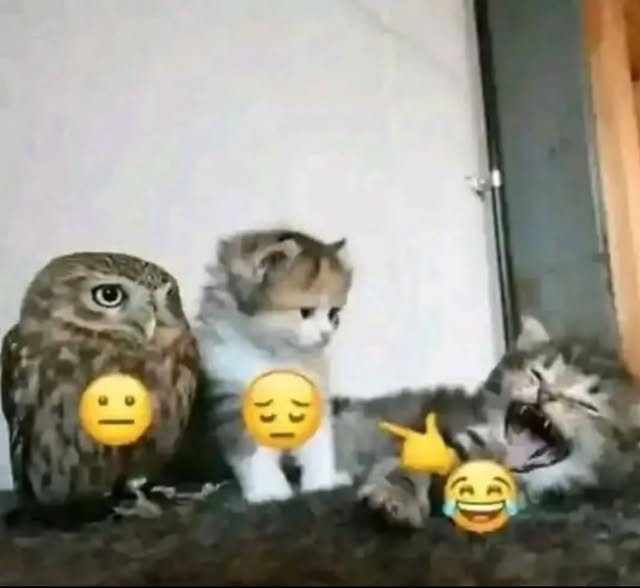 Cats with aura tweet media