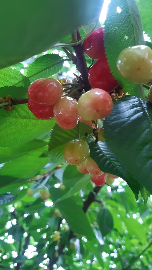 Kat__Coffee's tweet photo. Sezon na czereśnie, to najlepszy sezon 🍒 https://t.co/Q7I8x3hoE0