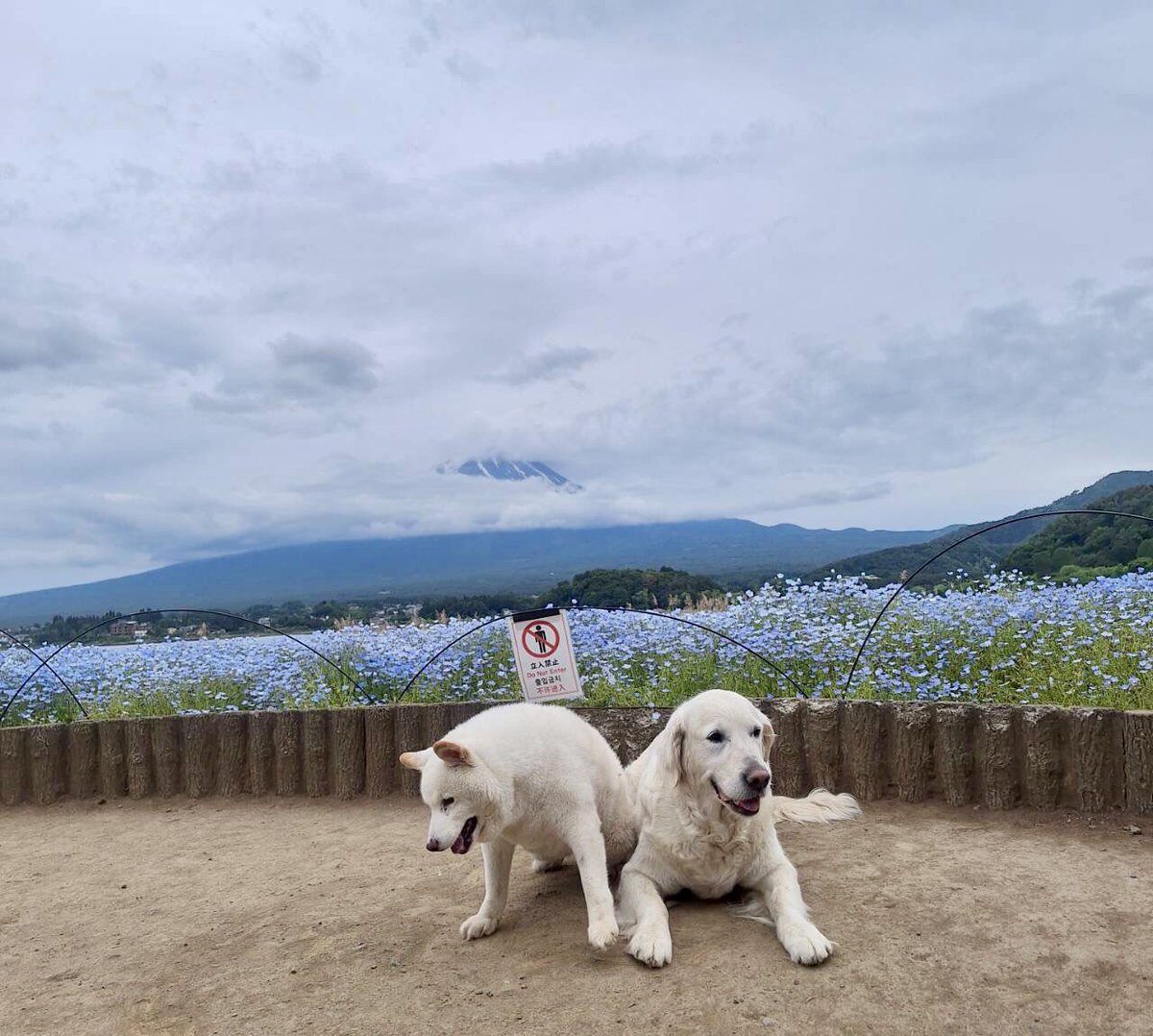 gen_935's tweet photo. ネモフィラが綺麗だったので写真を撮ろうと思ったけど…曇ってて富士山🗻も見えず😔
また行こう！

大石公園からの富士山🗻が一番好き😊 https://t.co/pq5iE0HABT