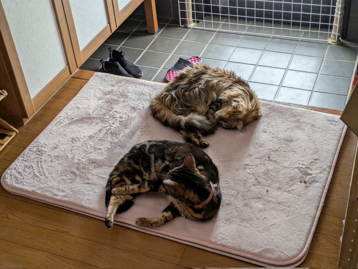 hohetoa's tweet photo. 近々、オーストラリアから飛鳥を訪ねて取材が来るのですが、玄関は猫達の憩いの場になっているので、
取材団が来てもそのままにしておきます�� https://t.co/oIlrkzEQWn