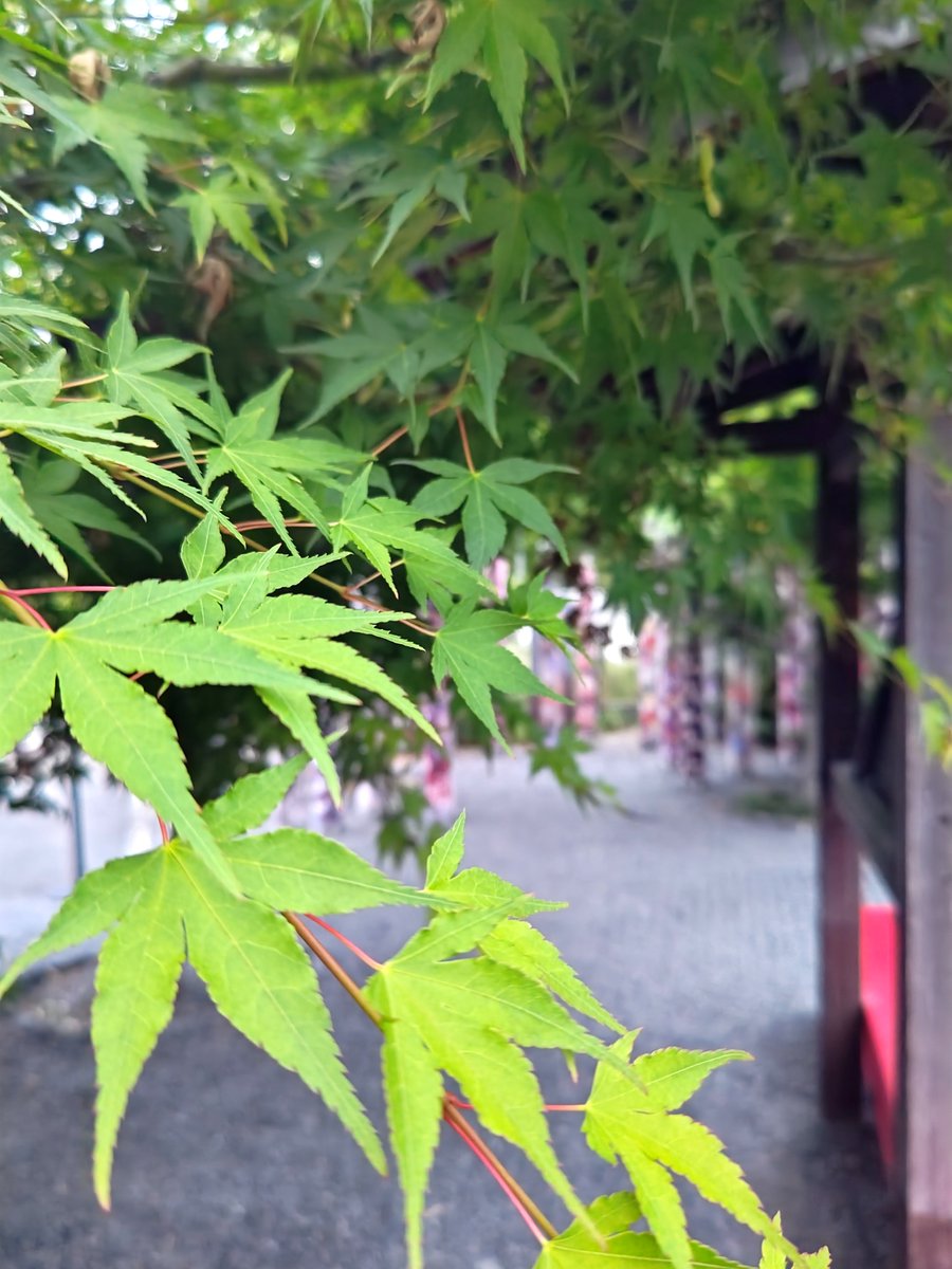 hitomihcx's tweet photo. Randen Arashiyama Station/嵐電嵐山駅/2026.05.23
#Kyoto #京都 #arashiyama #嵐山
#Randen #嵐電 #京福電気鉄道
#ArashiyamaStation #嵐電嵐山駅
#NearbyStation #近所の駅
#KimonoForest #キモノフォレスト
#AutumnLeaves #紅葉 https://t.co/03CaELIdHU