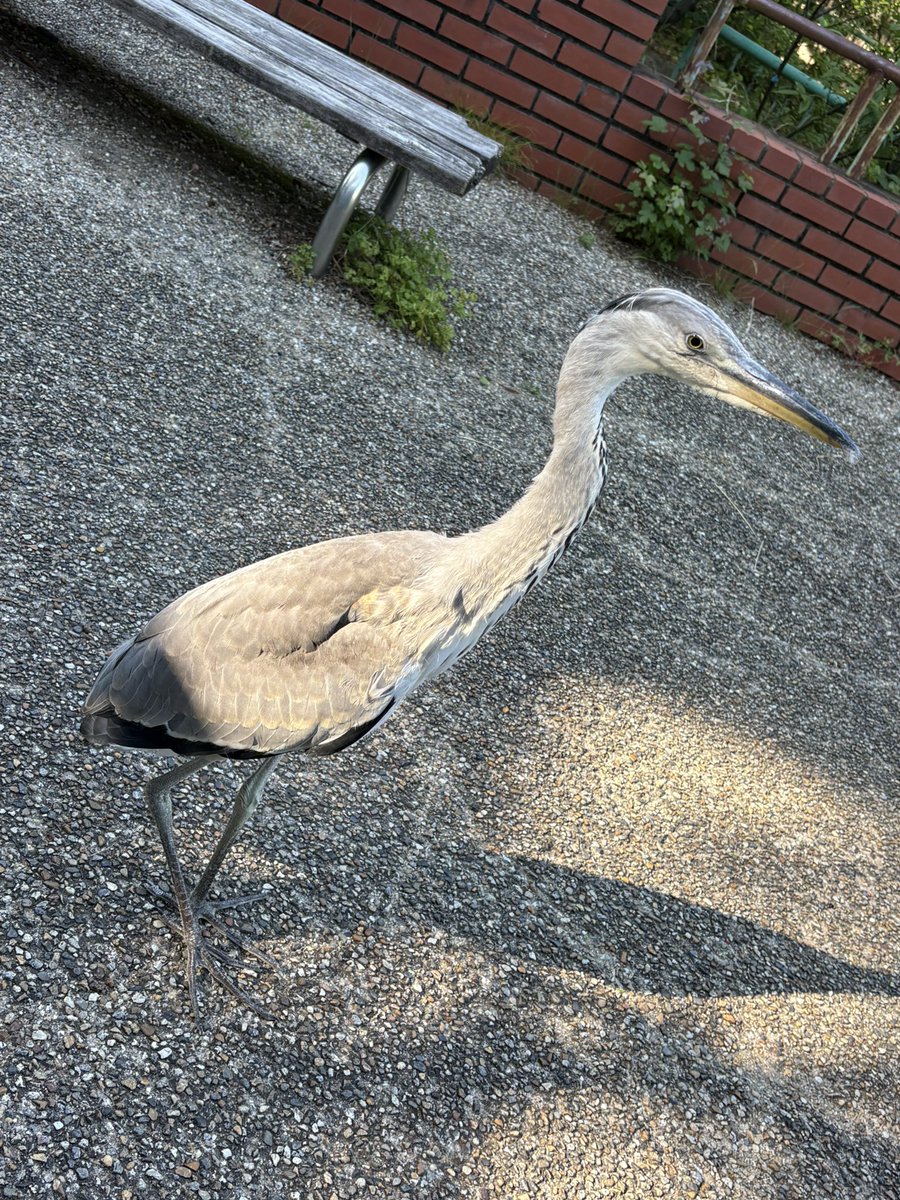 okymkzn's tweet photo. でかめの鳥いた
めっちゃ写真撮らせてくれる！ https://t.co/xogPJrZD9G