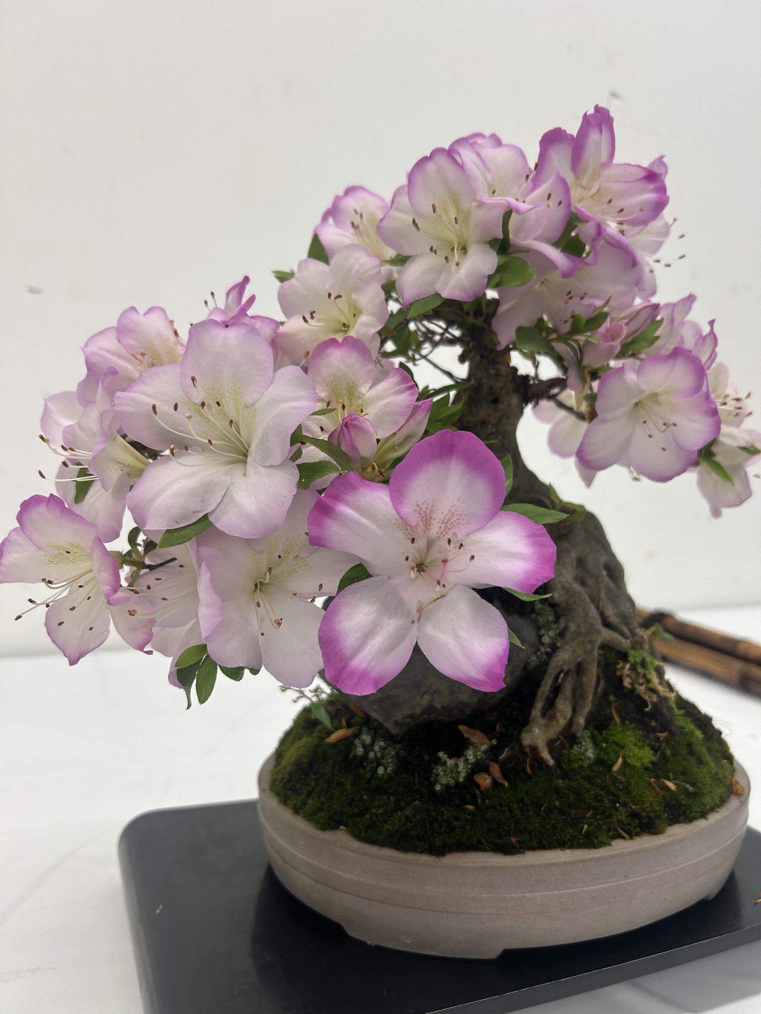 土日限定値下げ❗️皐月 盆栽 白と薄紫の花 樹高:55cm 高岡おとぎの森公園【公式】 on X: 
