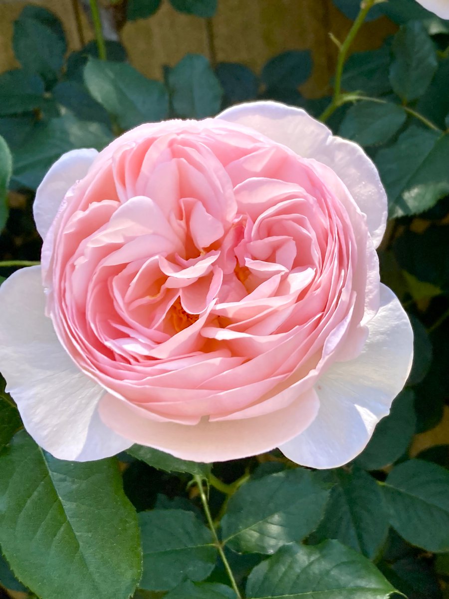 homoremore's tweet photo. こんにちは。
暑いですね。 https://t.co/pmQyqlHKUY