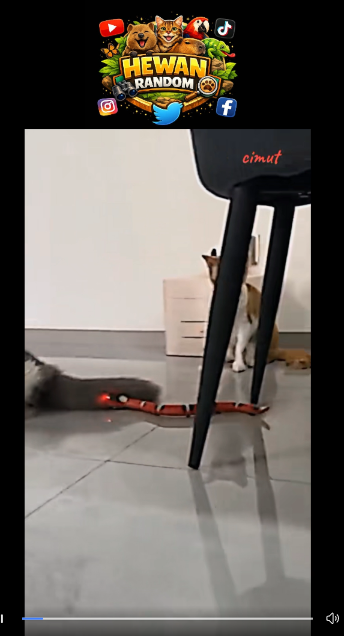 hewanrandom1's tweet photo. Kucing random emang beda spesies 😭😹
nonton video : https://t.co/ZpPslKMetZ
video lain ada di bio
#hewan #lucu #siang #jumat #kucing #masadepancerah Amanda Zahra Fokus Menjaga VisiBangsa Humanis Layani Indonesia #BerbagiBerkahJumat #rahasiainvestasiummimelaney BBTF 2026 Prancis https://t.co/eN3orCZ7oz