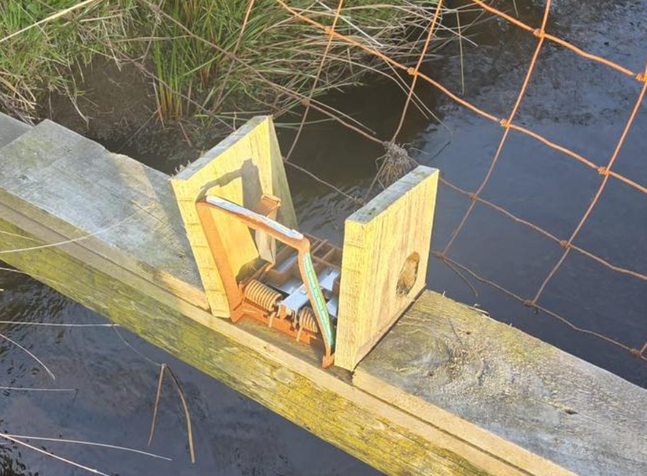 MoorlandAssoc's tweet photo. A gamekeeper has found one of his legal traps illegally damaged - and the timing could not be worse.

We are at the most sensitive point of the year for ground-nesting birds. Across our moors and farmland, waders and other red-listed species are laying eggs, incubating, or already rearing chicks.

Predator control divides opinion, and we understand that. But the evidence is clear: the targeted, lawful work of gamekeepers, farmers and conservation organisations is the main reason our estates remain strongholds for curlew, lapwing, golden plover and other threatened birds that choose to breed here.

Damaging or interfering with a legally set trap is a criminal offence. Every incident is reported to the police, and traps and snares are replaced within 24 hours.

Gamekeepers work hard to give every ground-nesting species a fair chance to hatch and raise their young. 

Sabotage doesn't just cost estates time and money, it costs chicks their lives, and it sets back the recovery of some of our most threatened birds.

Please leave legal predator control alone. The future of our red-listed waders depends on it.

🎞️ Courtesy of Calderdale Moorland Group