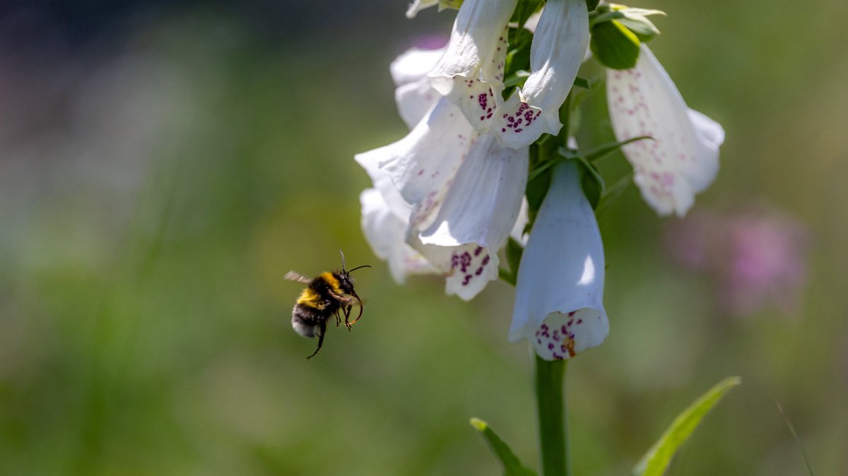 CotonBuzz's tweet photo. @GrahamDenny9 @DefraGovUK @NaturalEngland @FWAGeast @SWTWildFarms @BC_Suffolk @Naturalcalendar Wonderful Graham. A great example of how the health of nature depends on a tapestry of varied yet connected habitats, each supporting and enriching the others. 🐝 https://t.co/GLCqJpsEnT