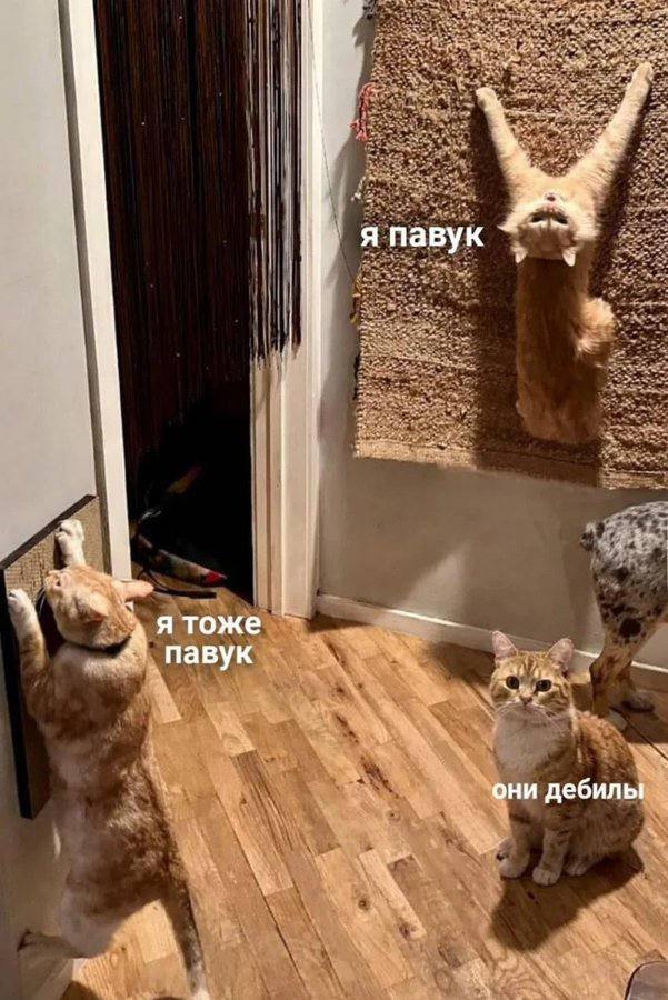 Sutuliy_Dog's tweet photo. https://t.co/43AWmL5fXI