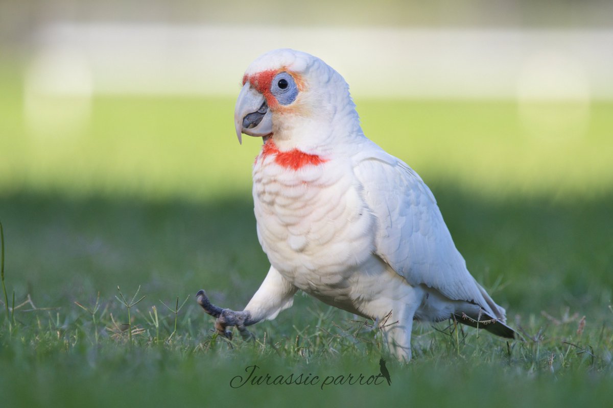 Jurassic Parrot tweet media
