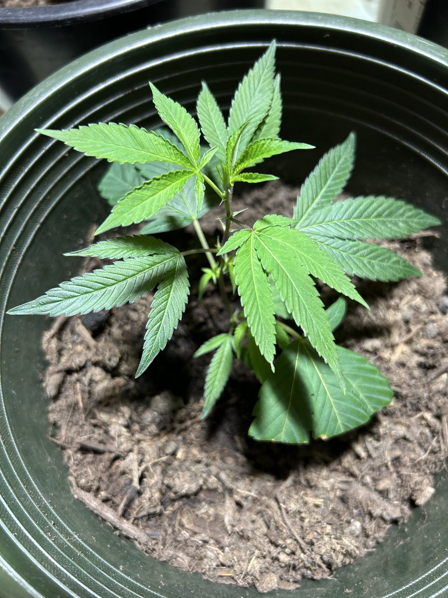 COTTONMOUTHCAN5's tweet photo. Athena is a healthy young cannabis plant in the early vegetative stage. She is showing strong genetics and has recovered well after transplanting. https://t.co/ncWcbu4Ukg