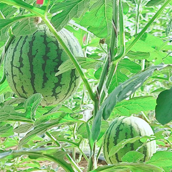 ElbertHarry2024's tweet photo. Come to Gangcheng and enjoy a delightful time picking fresh produce in the countryside. https://t.co/UyFDEoREFp