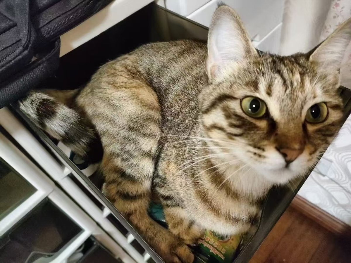 senbe81's tweet photo. 嘿嘿😽 https://t.co/oGqDA4ommO