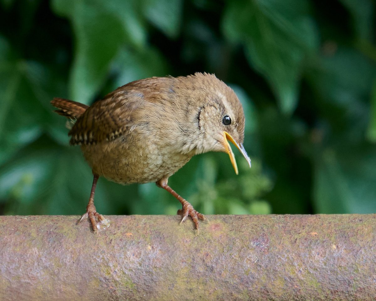 paulhayes55's tweet photo. Wren. https://t.co/aurG0AB4cn