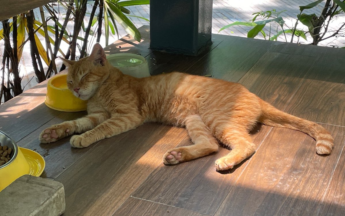 T. Saito🇯🇵🇵🇭🐈 tweet media