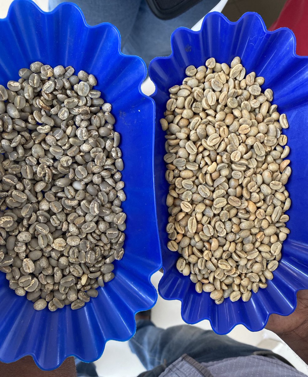 BelindaABATONI's tweet photo. Who knows this difference? #coffee #CoffeeCommunity #GreenCoffee #CoffeeExpert https://t.co/FAHO3zoSlx
