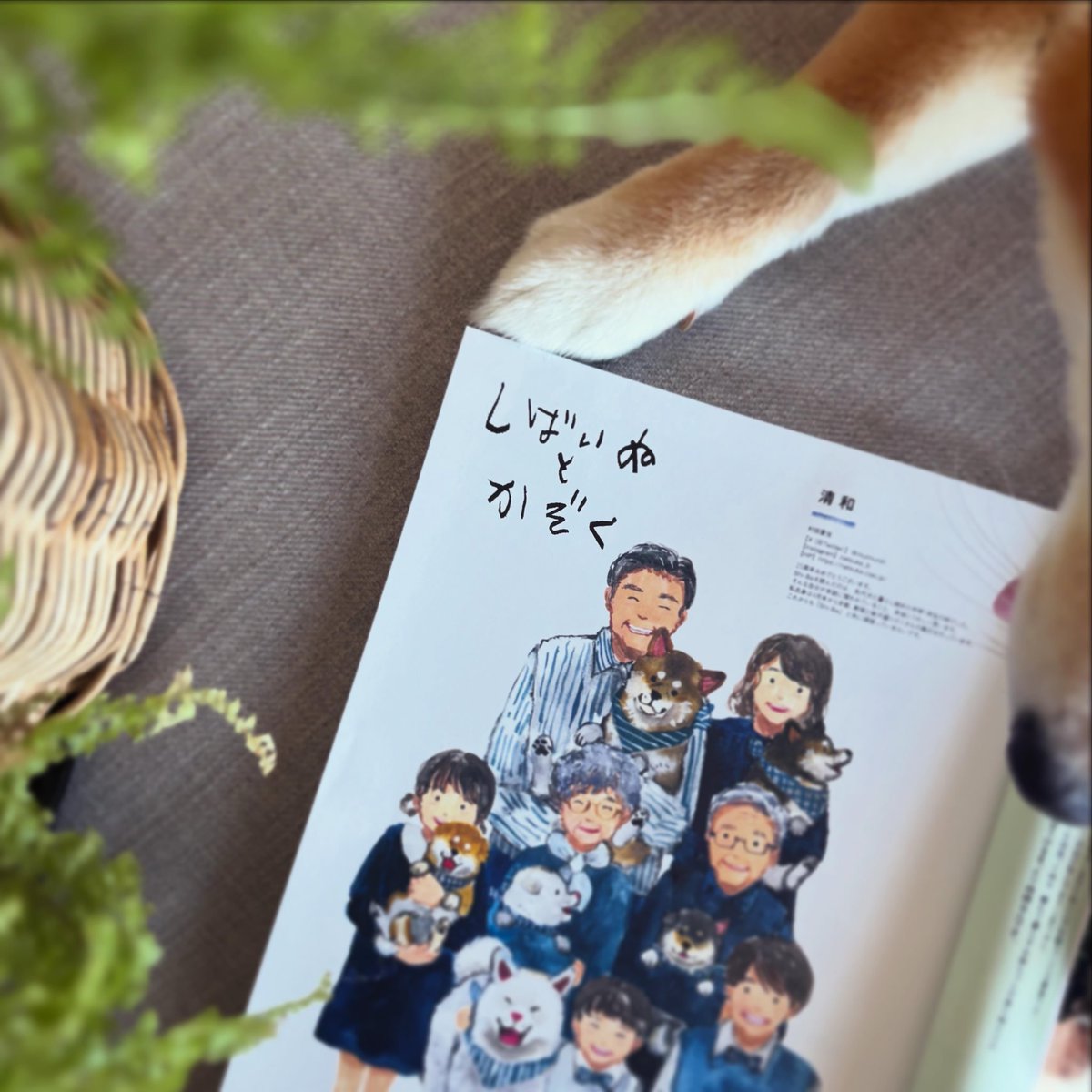 murmursh's tweet photo. Shi-Ba2026 夏号発売中です🐕🌼✨
創刊25周年！おめでとうございます🐾
⁡
この時に立ち会うことができて、本当に嬉しいです。
柴犬とともに先頭を歩んでくださり、本当にありがとうございます！

「しばいぬとかぞく」の一枚イラストを描いています。
 @ShiBa2929 
⁡
創刊25周年記念プレゼントキャンペーンに、描き下ろしサイン色紙が掲載されています🐕🐕🐕🐕🐕
⁡
全国の書店さん、
amazonさん等でも購入できます。
よろしくお願いします🙇‍♂️🐕🙏
⁡