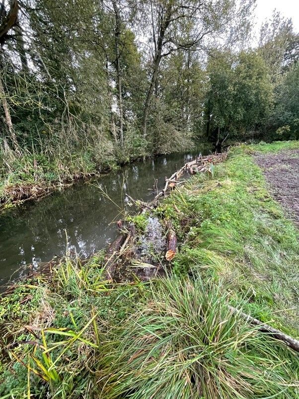 RjbullL's tweet photo. The results?
✨ A more naturally functioning chalk stream system
✨ Improved habitat diversity and ecological connectivity
✨ A resilient river better able to support long-term biodiversity

#RiverRestoration #ChalkStream #RiverTest #HabitatEnhancement #Ecology https://t.co/v8haGgoi6e
