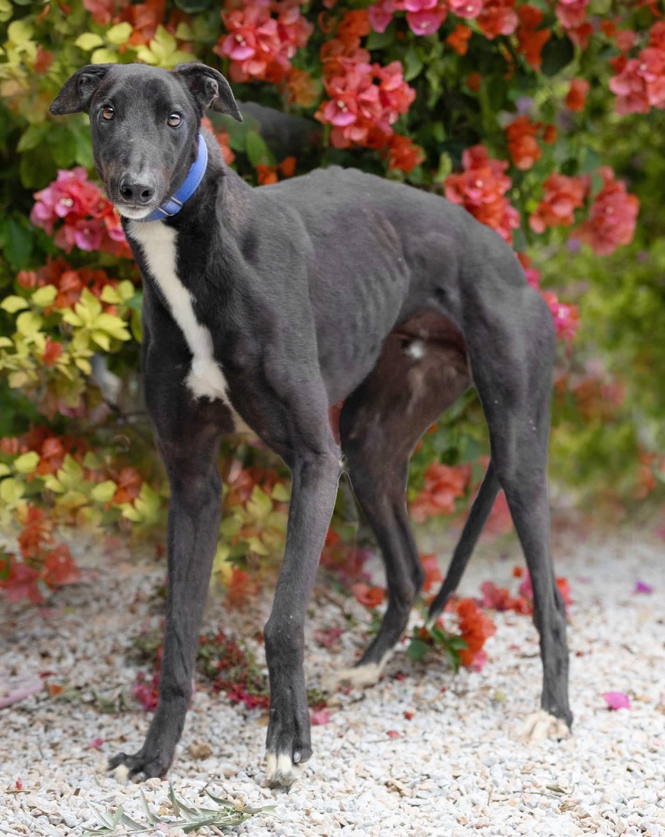 Galgos del Sol tweet media