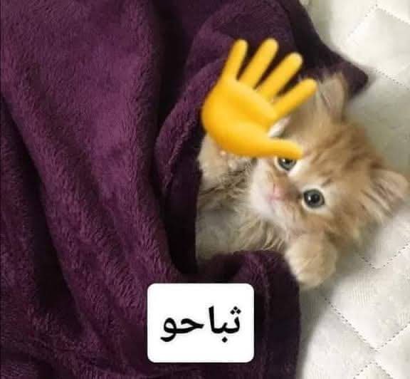 تمر ب لبن tweet media