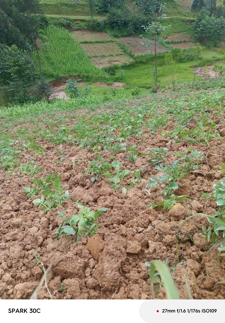 Fondation3600's tweet photo. On May 29, 2026, Tuzamurane saving group in Ndago Cell, Rusarabuye, supported by KWIGIRA 3600 FOUNDATION, showed strong potato crop progress from loan support. Members used quality seeds and fertilizer, with advice to adopt soil conservation farming and avoid over-cultivation. https://t.co/WppMUGAM63