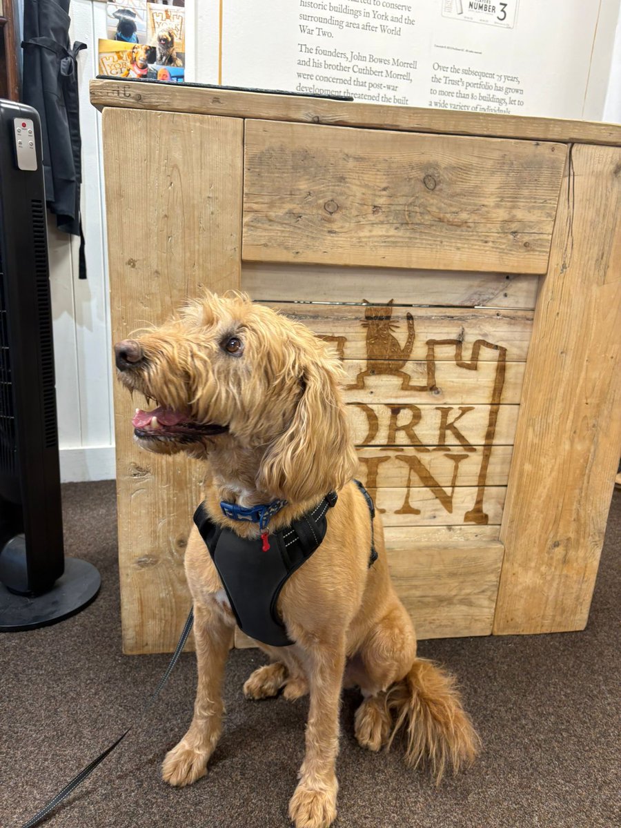 yorkgin's tweet photo. This is Barney, a ‘travel dog blogger’, who came to see us in the York Gin shop. 🐶😄

The waggy-tailed influencer had a lovely time.

York is a very dog-friendly city, so please bring more dogs! 🐶❤️😄

@onlybarnes2025 on Insta.

#york #dogs #yorkgin 

@VisitYork https://t.co/pXpD4XRnsN