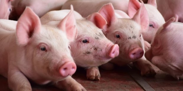 PolPigPL's tweet photo. W Trojanowie odbyło się spotkanie Akademii Dobrych Praktyk zorganizowane przez Axiom Polska we współpracy z firmami Adifeed i Wesstron, dedykowane metodom podnoszenia efektywności chowu trzody chlewnej w obliczu wyzwań rynkowych. Więcej od @farmer_pl 
⬇️
https://t.co/Uu5Ls6fIvk https://t.co/sJV14JN95u