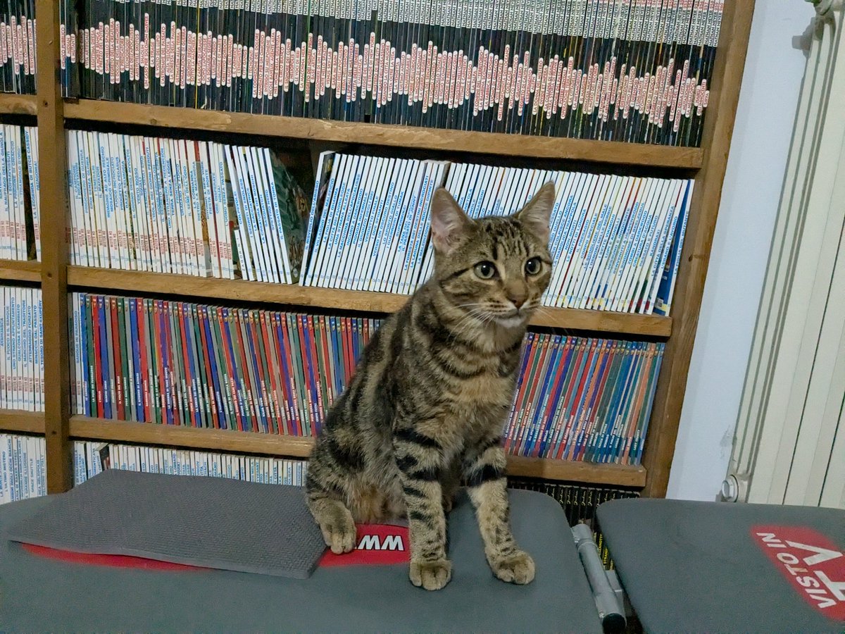 addasinigla's tweet photo. Provo l'impossibile anche qui... Appello: se qualcuno ha visto questo gatto ad Abano Terme, in provincia di Padova (PD), lo cerchiamo da diversi mesi 😔❤️‍🩹 https://t.co/y8PntQMOpv