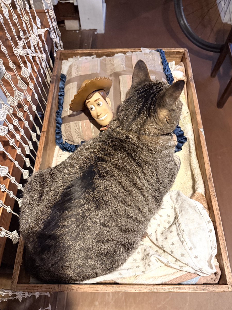 katocob0220's tweet photo. オモチャも
つらいよ。 https://t.co/e1xStEiJfD