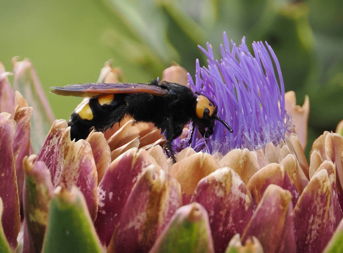 RJBOTANICO tweet picture