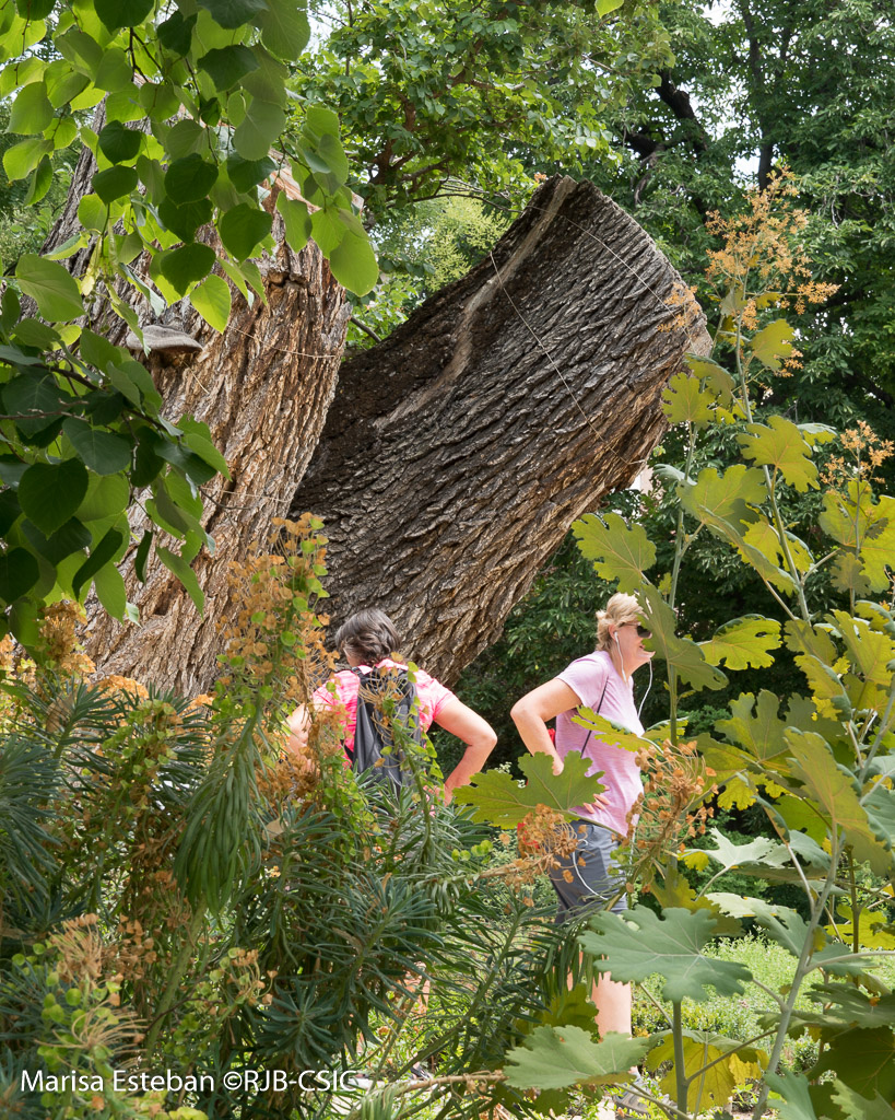 RJBOTANICO tweet picture