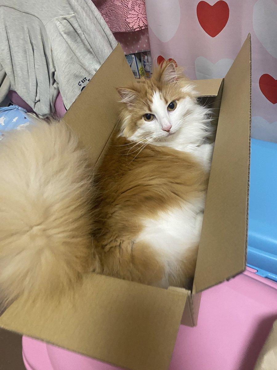 のるちゃん🐈ノルウェージャンフォレストキャット🇳🇴 tweet media
