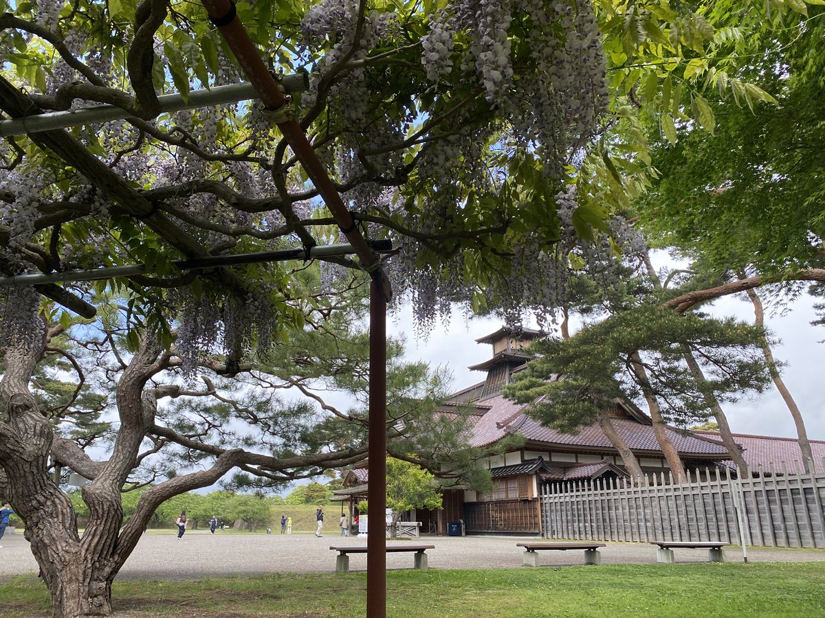 hakocro's tweet photo. 今日の五稜郭公園
フジとツツジは終わりかけでしたがなんとか間に合いました https://t.co/2SaXAxpRhO